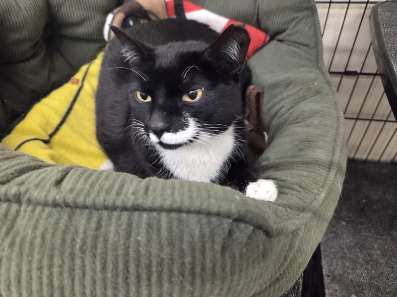 An adult medium-sized female Black & White / Tuxedo Domestic Short Hair cat named Stormi for adoption in Smithtown, NY
