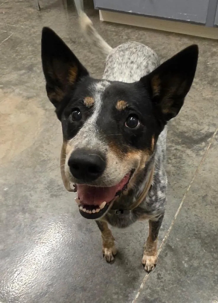 An adult medium-sized female Australian Cattle Dog / Blue Heeler dog named Millie for adoption in Neosho, MO