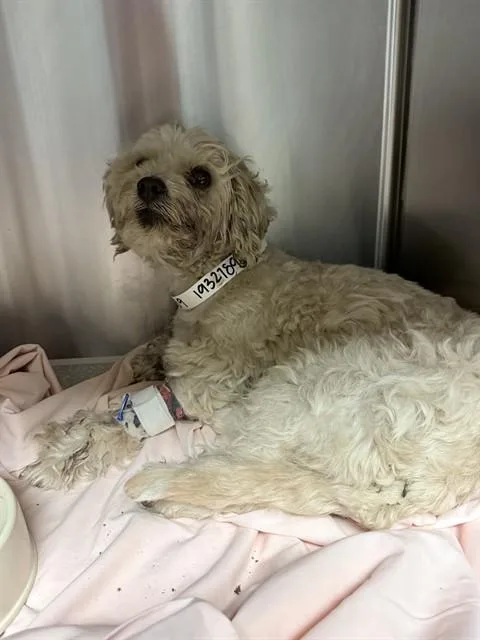 An adult small-sized female Maltese dog named Suzy Q for adoption in Riverside, CA