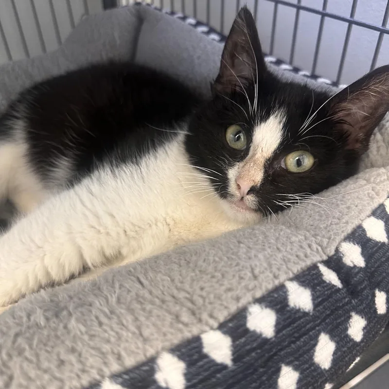 A baby small-sized male Black Domestic Short Hair cat named Purrlock Holmes for adoption in Chesapeake, VA