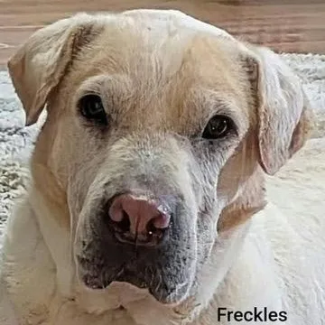 An adult medium-sized female Shar-Pei dog named FRECKLES Bio coming soon for adoption in Cameron, NC