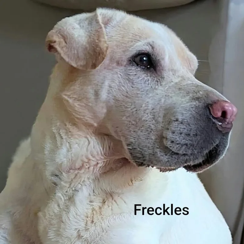 FRECKLES Bio coming soon thumbnail 2