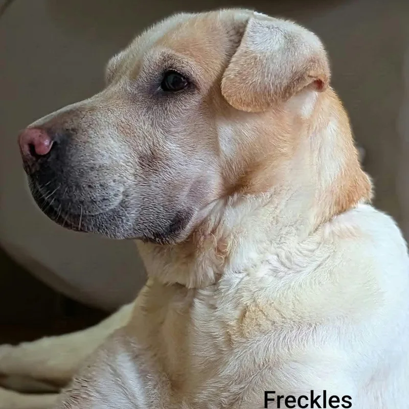 FRECKLES Bio coming soon thumbnail 3