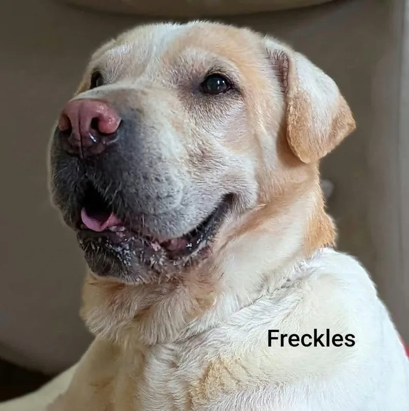 FRECKLES Bio coming soon thumbnail 4