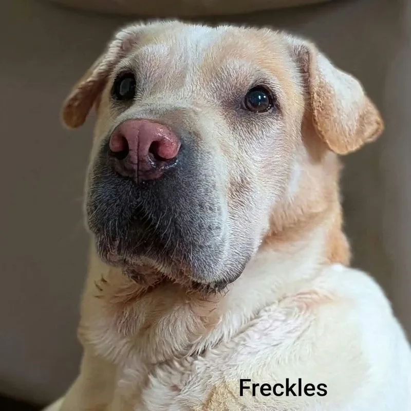 FRECKLES Bio coming soon thumbnail 5
