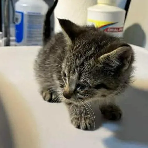 A baby small-sized female Brown / Chocolate Domestic Short Hair cat named Nebula for adoption in Harrisonburg, VA