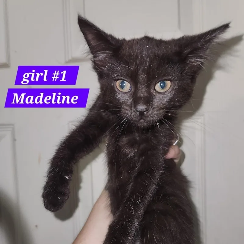 A young medium-sized female Black Domestic Short Hair cat named Madeline for adoption in Charlottesville, VA