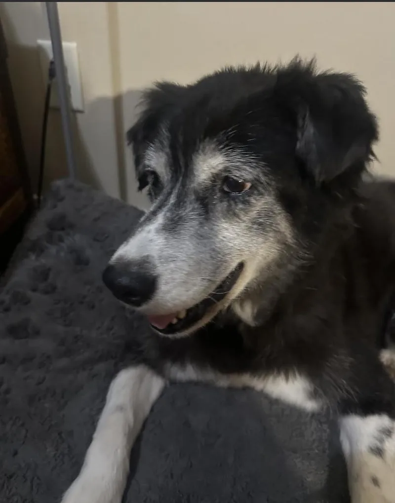 A senior medium-sized female Australian Shepherd dog named Demi for adoption in Monticello, MN