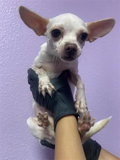 An adult small-sized female Apricot / Beige Chihuahua dog named 61104048 for adoption in El Paso, TX