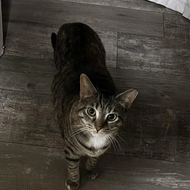 An adult large-sized female Brown / Chocolate Domestic Short Hair cat named Love Bug for adoption in Ringtown, PA