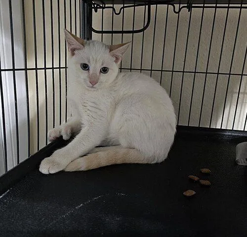A young small-sized male Flame Point Siamese cat named Fuego for adoption in Tampa, FL