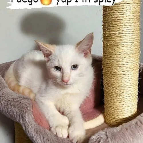 Fuego thumbnail 2