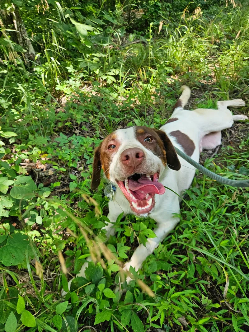 A young medium-sized male Pointer dog named Henry for adoption in Hilham, TN