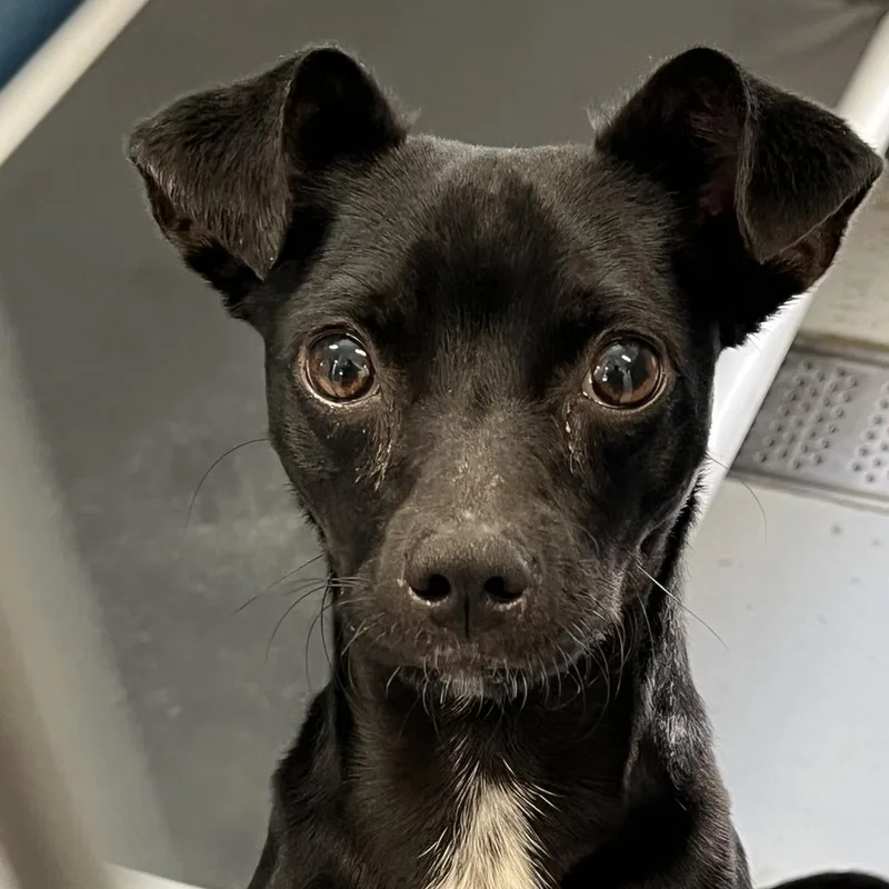 A young small-sized male Black Chihuahua dog named Mercer for adoption in San Francisco, CA