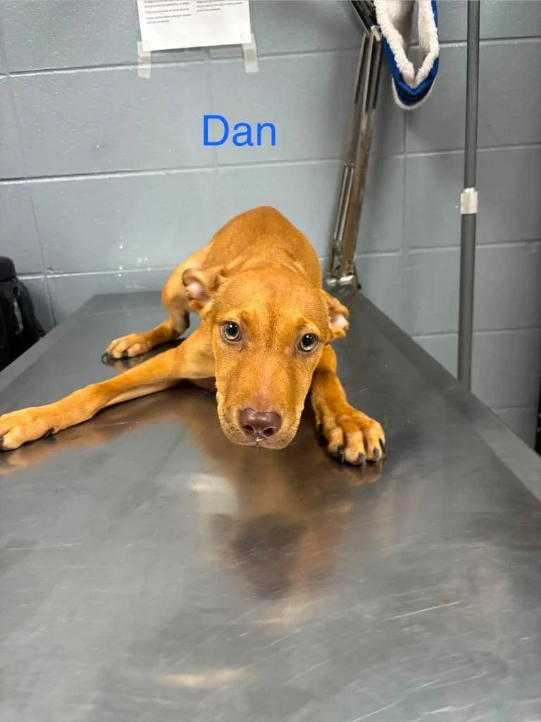 Dan