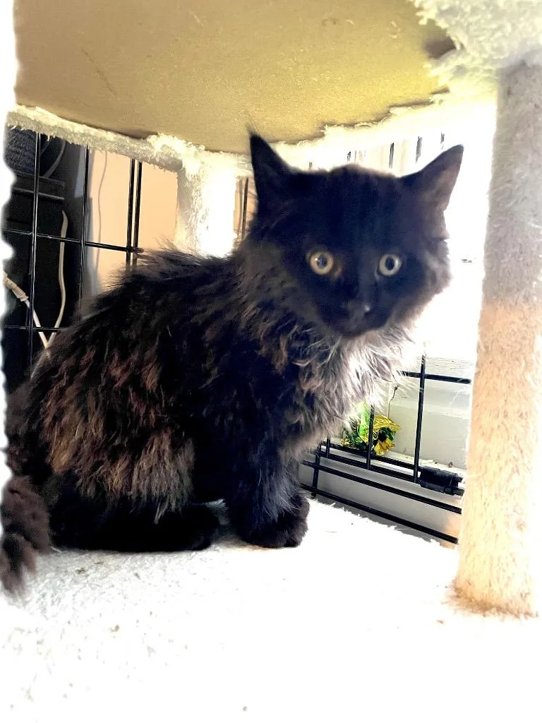 A baby small-sized male Domestic Long Hair cat named Ninja C for adoption in Newaygo, MI