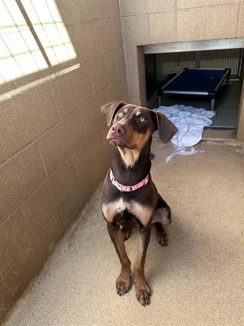 A young medium-sized male Catahoula Leopard Dog dog named Luke for adoption in San Luis Obispo, CA