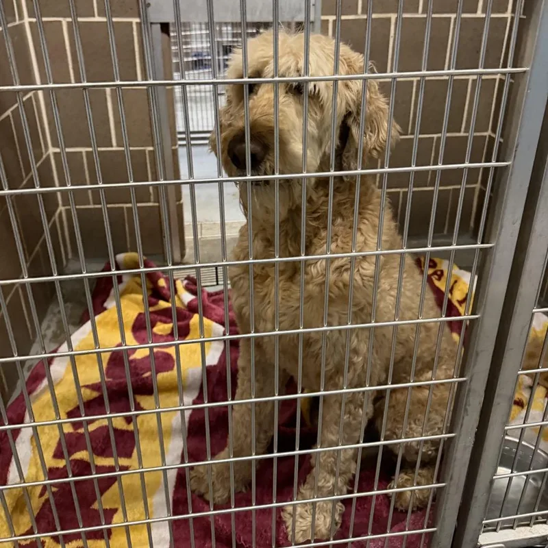 A senior large-sized male White / Cream Golden Retriever dog named Maxy Waxy Doggy Woggy for adoption in Northbrook, IL
