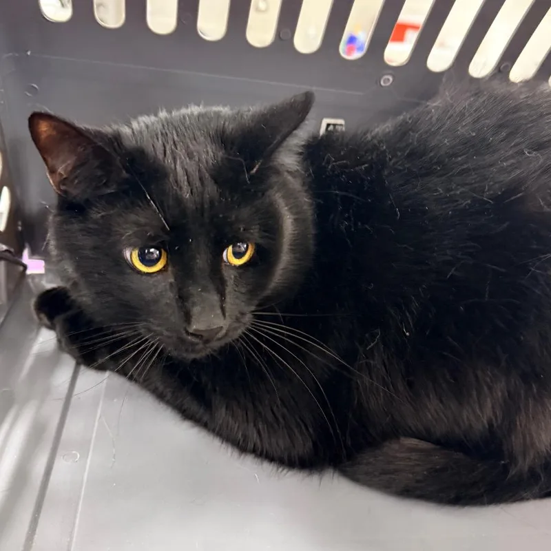 An adult large-sized male Black Domestic Short Hair cat named Niko for adoption in Indianapolis, IN