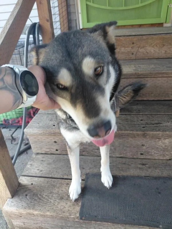 An adult large-sized female Husky dog named Aspen for adoption in North Bend, WA