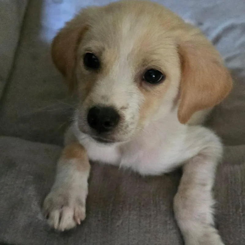 A baby medium-sized male Brown / Chocolate Corgi dog named Bo for adoption in Rochester, NY