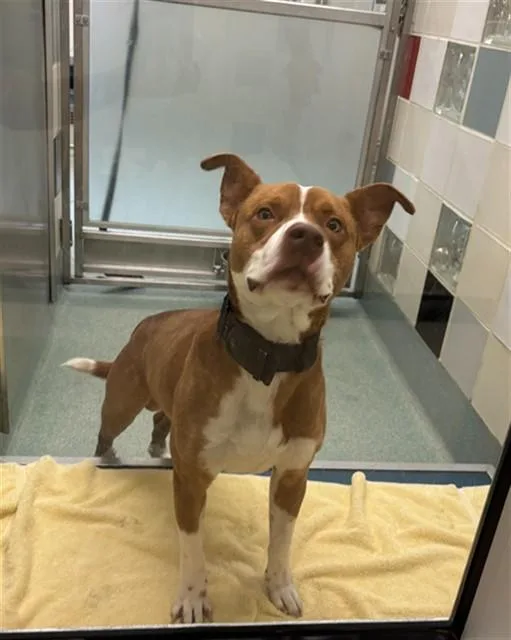 A young medium-sized male Pit Bull Terrier dog named Petey A for adoption in Plano, TX