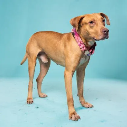 An adult large-sized male Pit Bull Terrier dog named Hardy for adoption in Atlanta, GA
