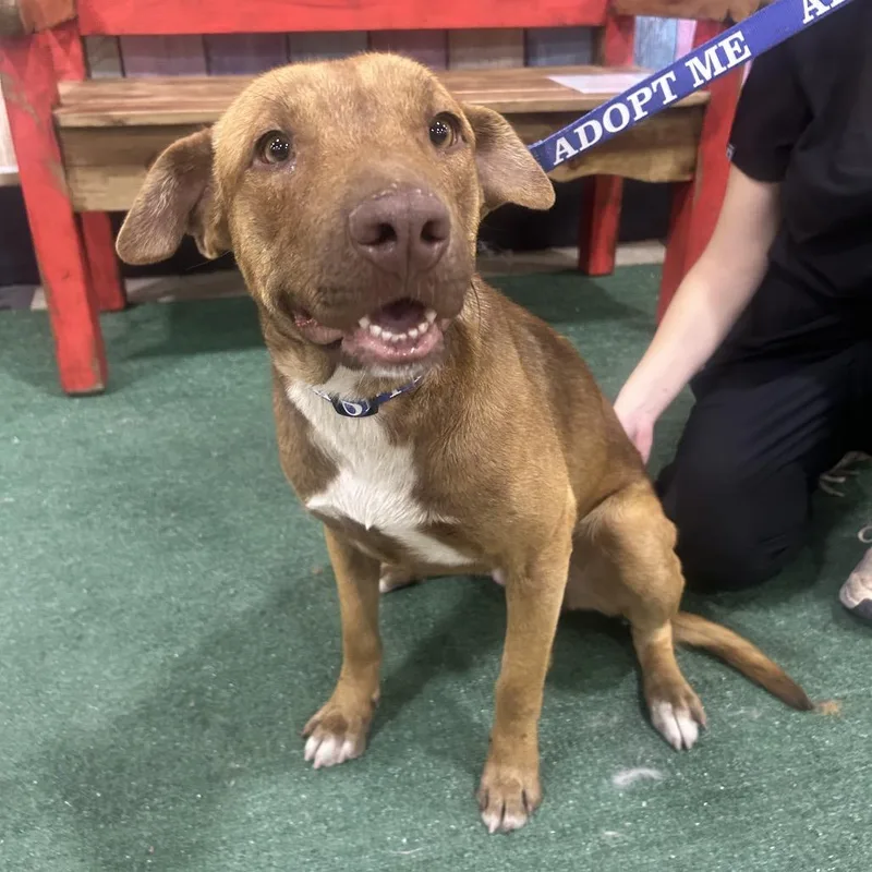 An adult medium-sized female Brown / Chocolate Pit Bull Terrier dog named Fwt Lacey for adoption in Midland, TX