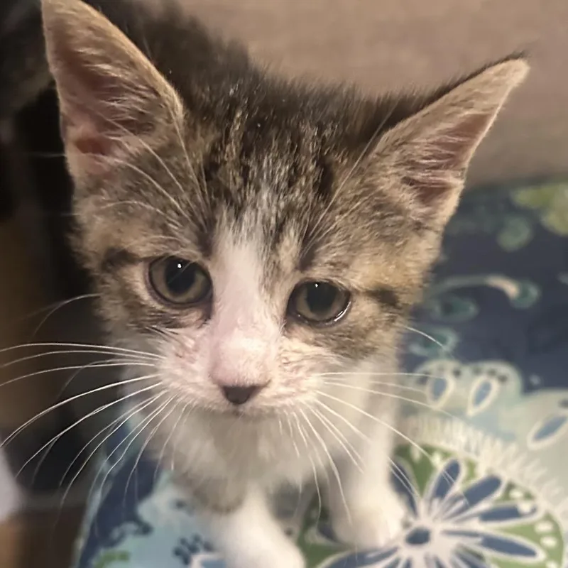 A baby small-sized female Brown / Chocolate Domestic Short Hair cat named GiGi for adoption in Greensboro, NC