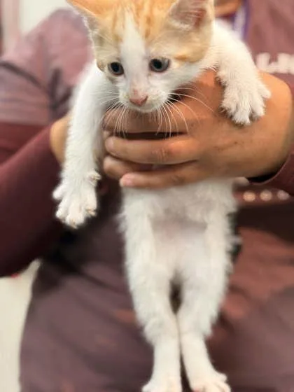 A baby small-sized male Domestic Short Hair cat named Soba for adoption in Memphis, TN