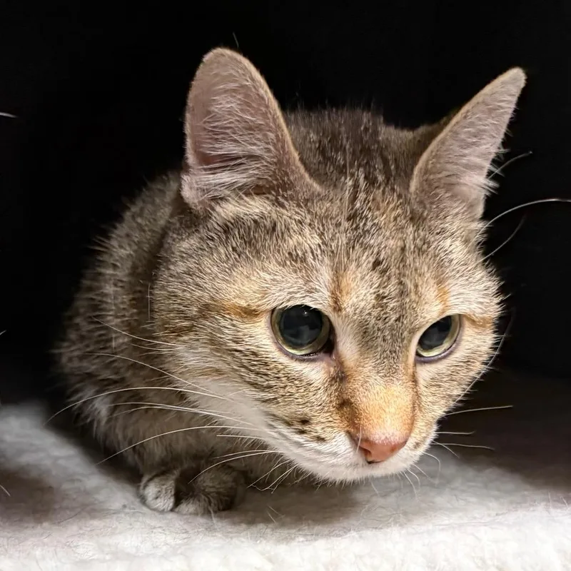 An adult medium-sized female Domestic Short Hair cat named Bella for adoption in Cumming, GA