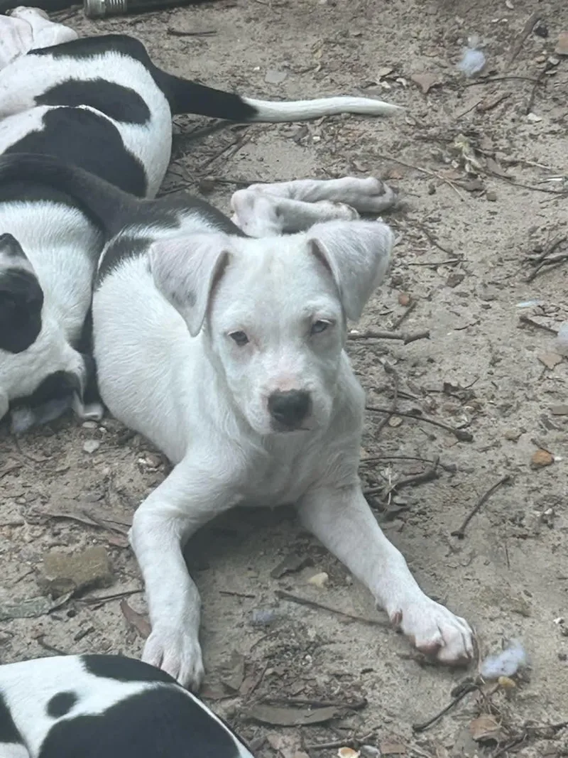Rex
