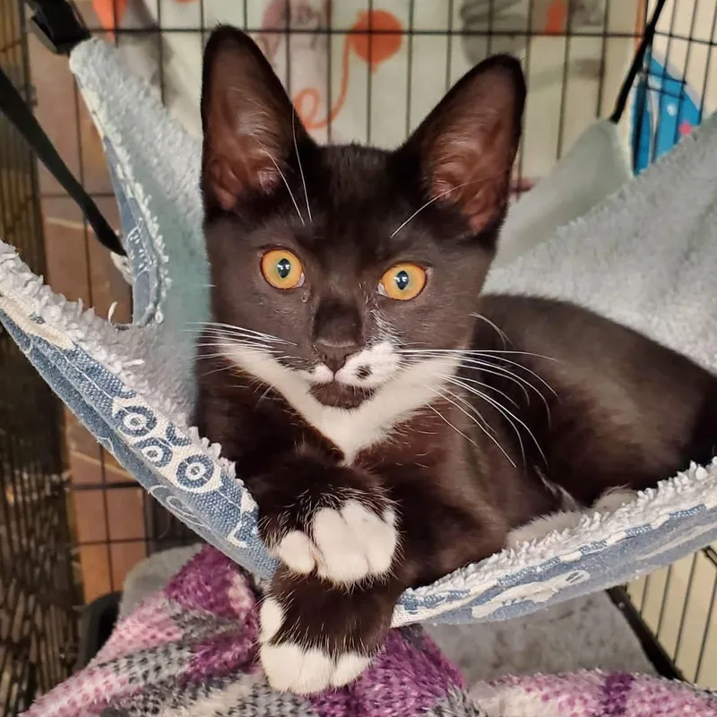 A baby medium-sized female Black & White / Tuxedo Domestic Short Hair cat named Monroe for adoption in Greensboro, NC