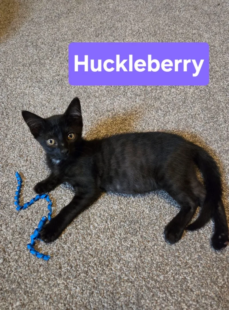 A baby medium-sized male Black Domestic Short Hair cat named Huckleberry for adoption in Manhattan, KS