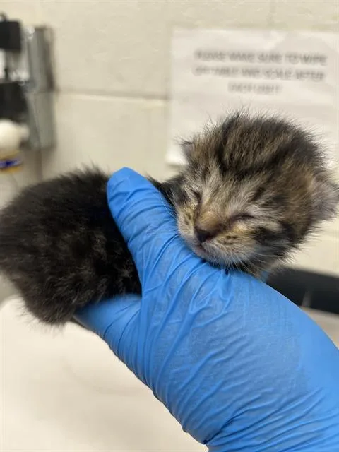 A baby small-sized male Domestic Short Hair cat named Shnitzel for adoption in Chula Vista, CA