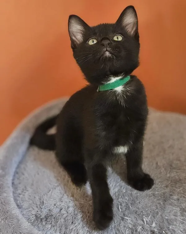 A baby small-sized female Domestic Short Hair cat named Gemma for adoption in Vancouver, WA