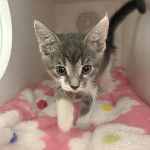 A baby small-sized female Domestic Short Hair cat named Bash for adoption in Phoenix, AZ