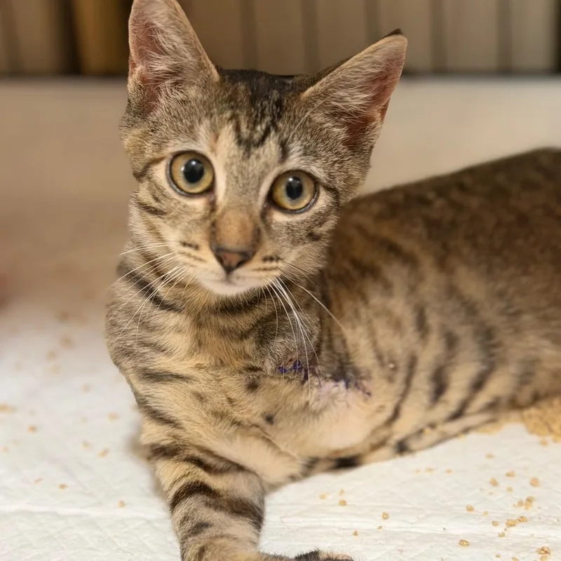 A baby small-sized female Brown / Chocolate Domestic Short Hair cat named Baby Jane for adoption in Middle Village, NY