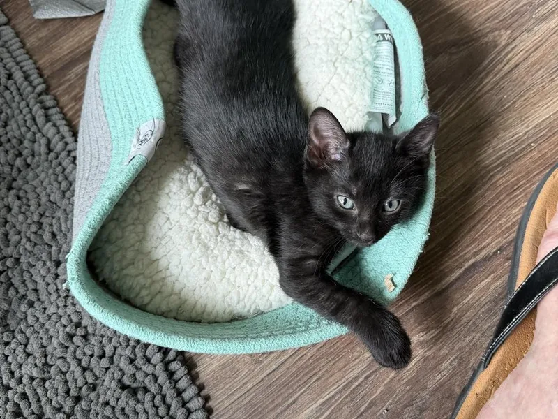 A baby medium-sized female Black Domestic Short Hair cat named Muse for adoption in Richardson, TX