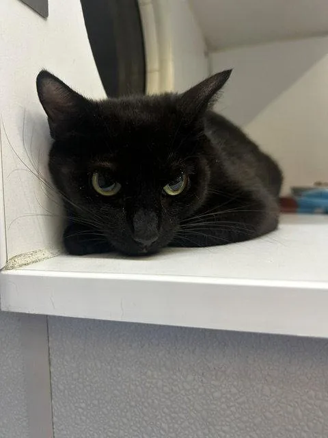 A young medium-sized female Domestic Short Hair cat named Shadow yrs old for adoption in Sterling, MA