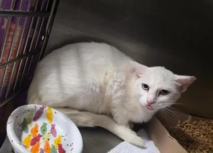 A young medium-sized female Domestic Short Hair cat named Lighting for adoption in Clinton, MO