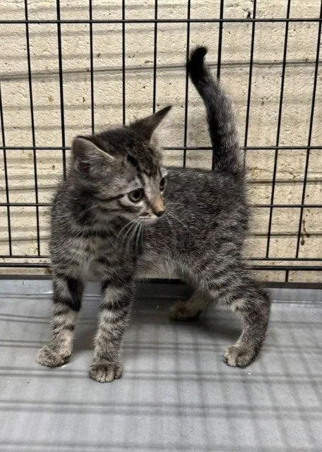 A baby medium-sized male Domestic Short Hair cat named Lincoln for adoption in Apollo, PA