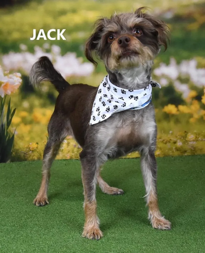 Jackaroo