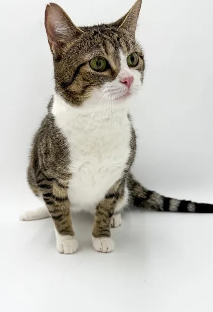 An adult medium-sized female Domestic Short Hair cat named Claire for adoption in Bowling Green, KY