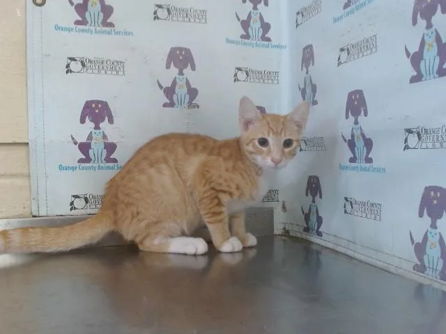 Apollo