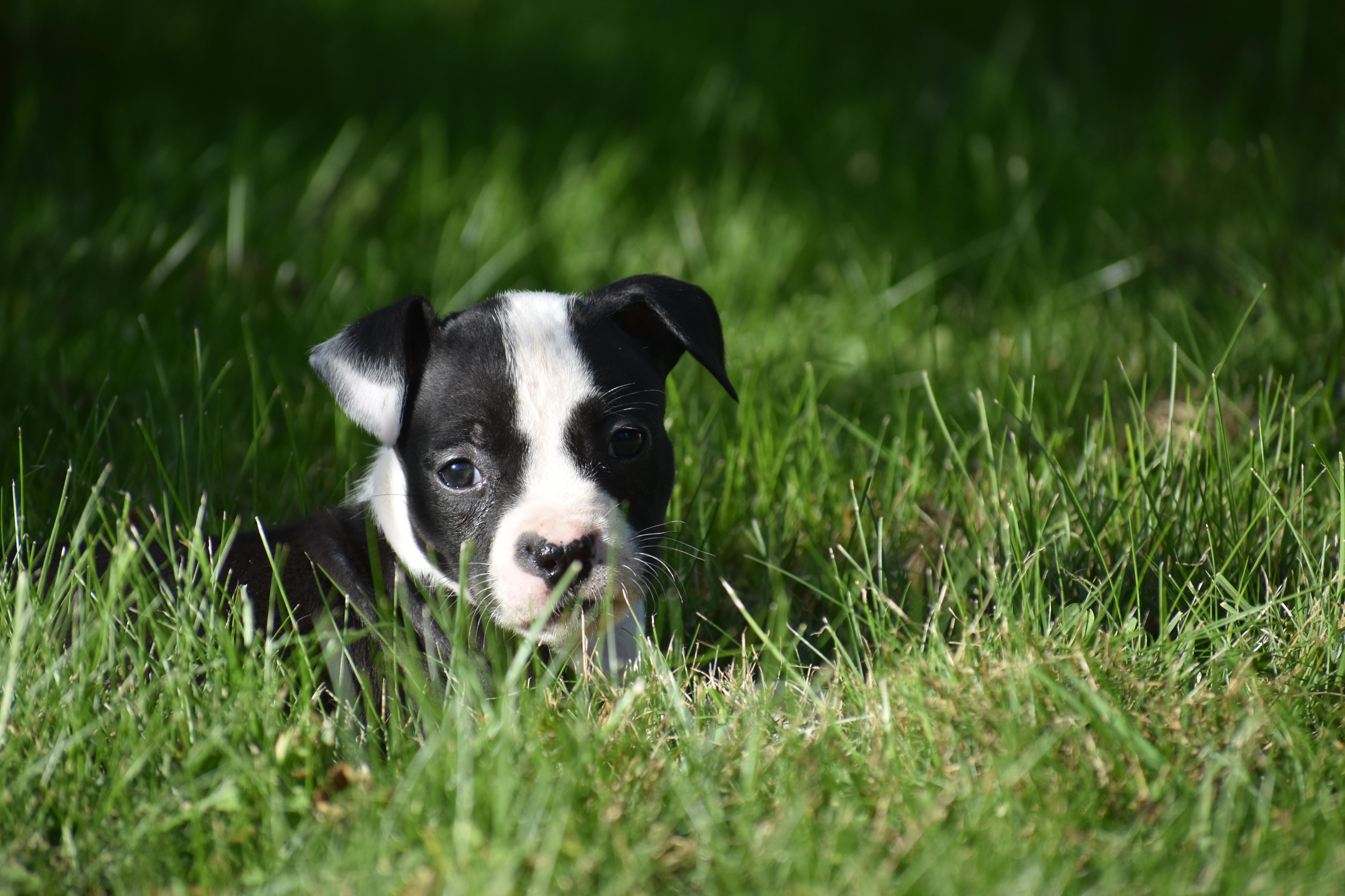 A baby medium-sized female Pit Bull Terrier dog named Posy mama petunia litter for adoption in Carmel, NY