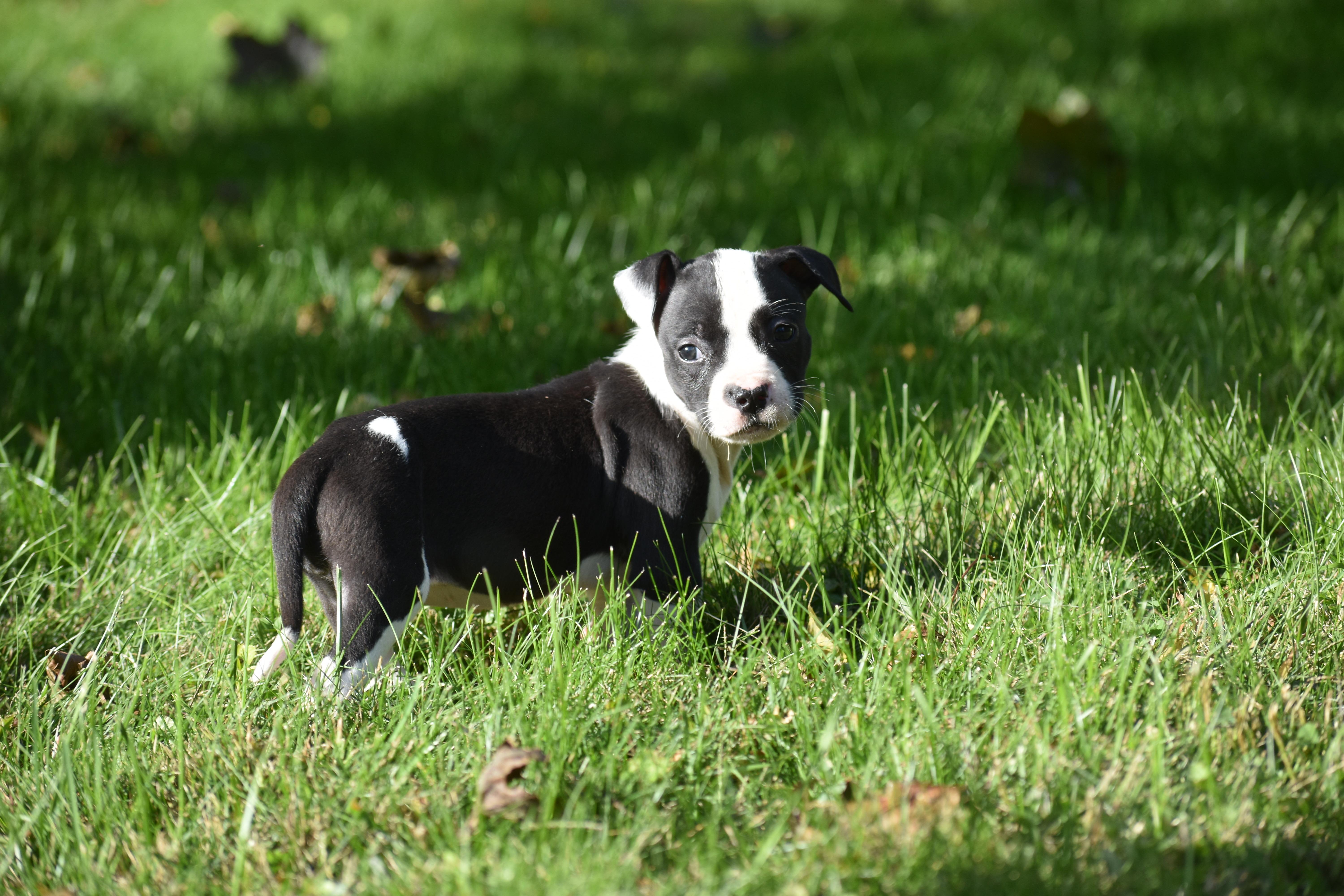Posy mama petunia litter thumbnail 3