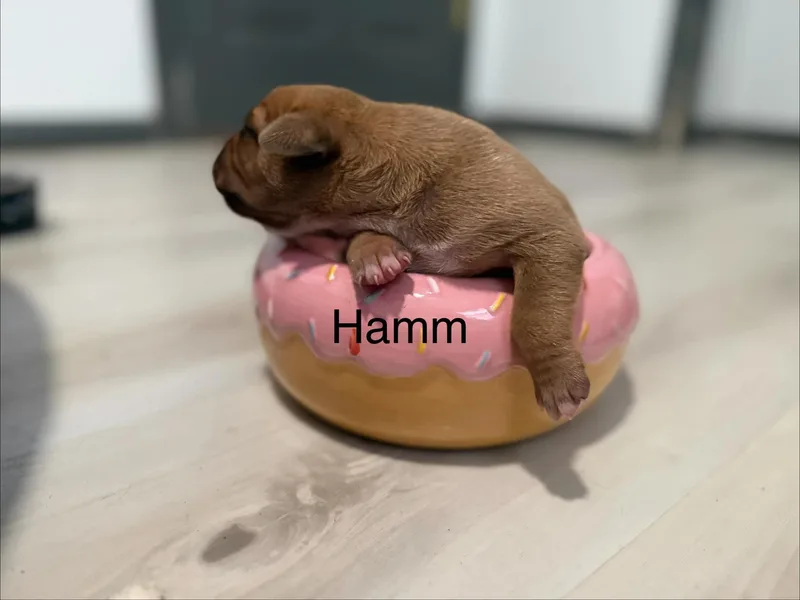 Hamm thumbnail 2