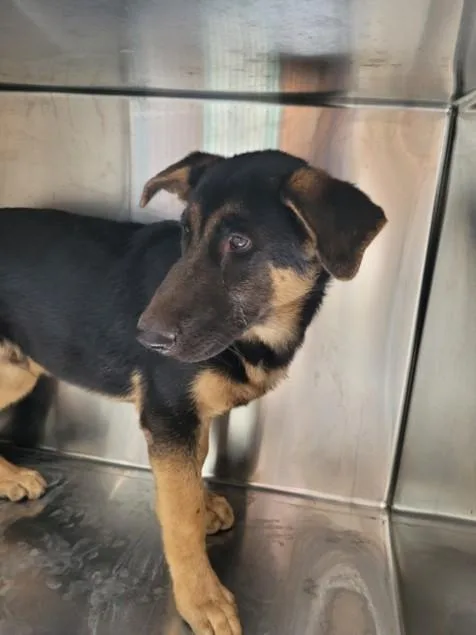 A baby medium-sized male German Shepherd Dog dog named Jimmie for adoption in San Pedro, CA