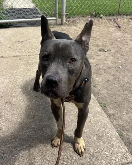 An adult medium-sized male Gray / Blue / Silver Pit Bull Terrier dog named Broly for adoption in Lafayette, IN